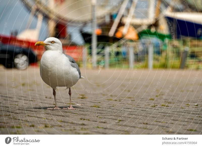 Silbermöwe am Hafen wartet auf Futter Möwe Vogel Larus argentatus Nordsee Ostsee Urlaub Küste Ferienhaus Ferienwohnung Norden Deich Wattenmeer Familienurlaub