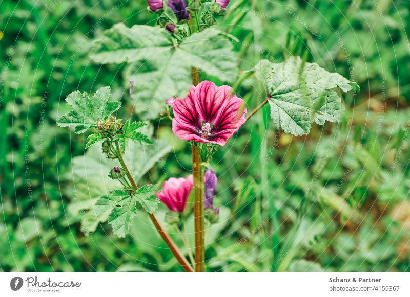 Malvenblüte auf einer Wiese Blumenwiese saftiges grün saftiges gras pink rosa Natur Weide naturbelassen Bienen Grünstreifen Gras Blüte Pflanze Frühling