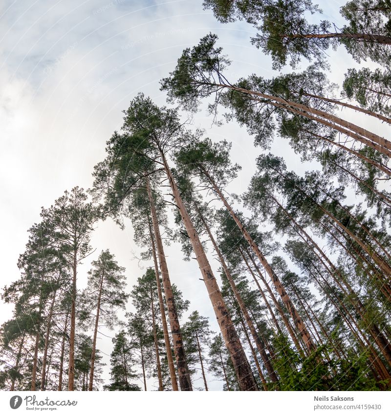 ewige Schönheit der Bäume im Sommer unten Gegend Herbst Rinde Strahl Birke blau Gesäß hell übersichtlich Tag verblassend Laubwerk Wald gold Gras Blatt Licht