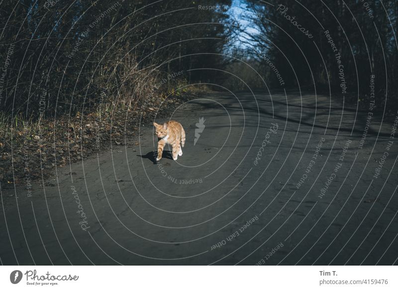 ein Roter Kater läuft einen kleinen Weg entlang Katze Cat red rot cat getigert Farbfoto Tier Wildtier Hauskatze freigänger Schnurrhaar Fell mietzi kitten