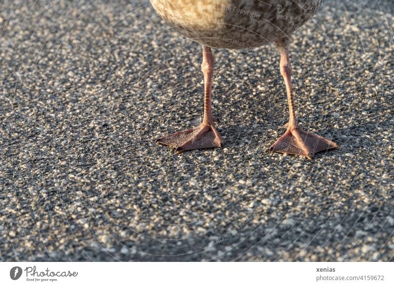 Dünne Beinchen - Bauch einer Möwe mit zwei Beinen auf Asphalt Vogel 2 Vogelbeine Tier Lachmöwe Natur Krallen Laufbeine dünn Wildtier Küste Feder