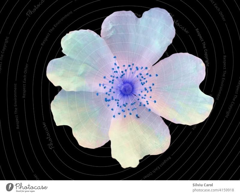 Hundsrose isoliert auf Schwarz Blume wild Blatt Roséwein grün Natur Kraut rosa Kräuterbuch Botanik Gesundheit Pflanze Nahaufnahme Wildrosen Single Hüfte