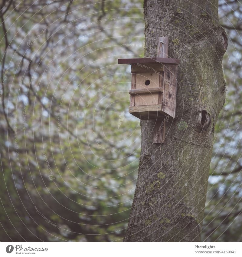 Nistkasten an einem Baumstamm Vögel Vogel brüten Tier Natur Außenaufnahme Frühling Wildtiere Menschenleer Umwelt Farbfoto Meisen Blaumeise fliegen klein Loch