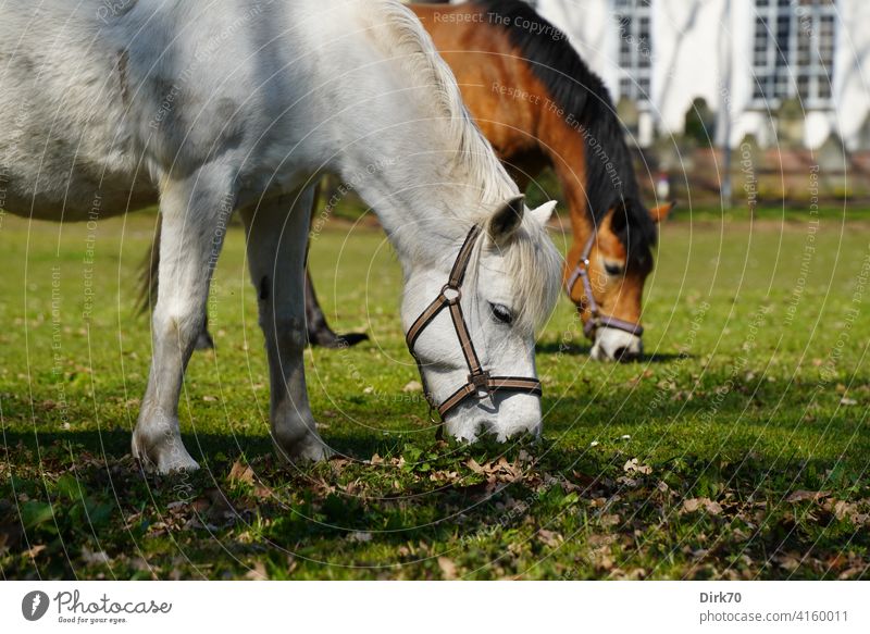 Zwei grasende Pferde auf dem Dorfanger Grasendes Pferd Schimmel Pony Ponies Wiese Weide Allmende Dorfidylle dörflich ländlich Grasland Brauner