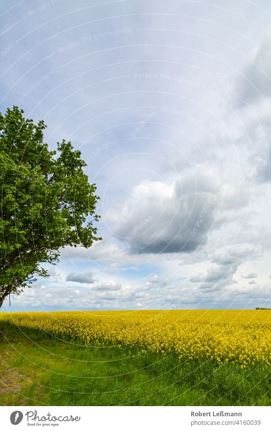 ein Rapsfeld bei bewölkten Himmel Feld Blüte Sommer Blume von unten Hintergrund Rapsöl Ernte Nahaufnahme nach oben Frosch perspektive Landschaft gelb Natur grün