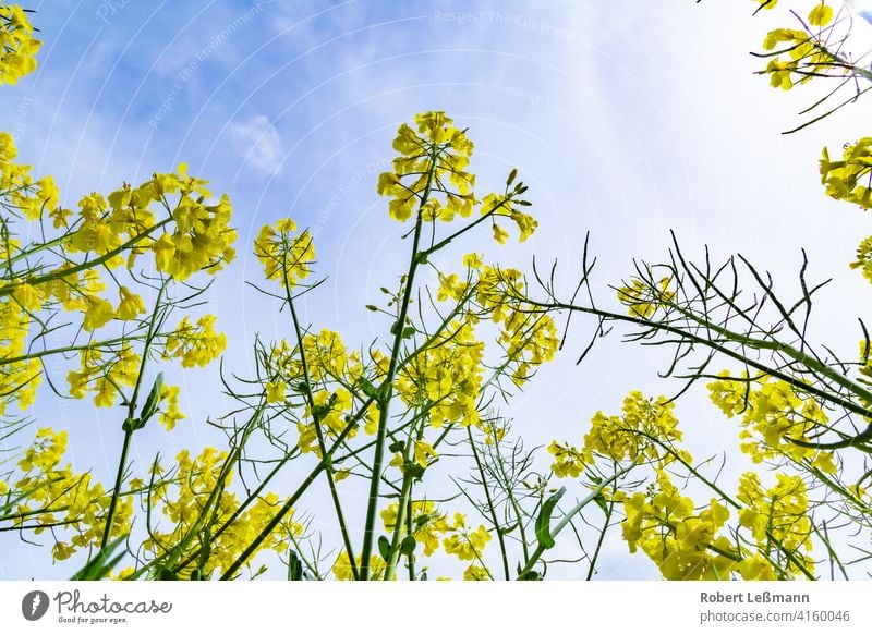 Nahaufnahme von blühendem Raps im Sommer, von unten nach oben fotografiert Feld Blüte Blume Hintergrund Rapsöl Ernte Landschaft gelb Rapsfeld Natur grün Pflanze