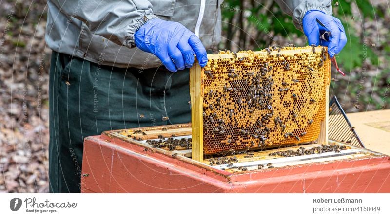 ein Imker arbeitet mit Bienenwaben, die voller Bienen sind Honig Wabe Bienenbox Honigbiene Bienenstock süß Honigwabe Rähmchen sammeln Westliche Honigbiene