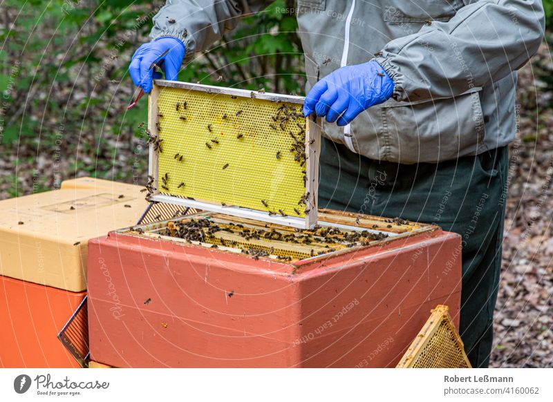 ein Imker arbeitet mit Bienenwaben, die voller Bienen sind Honig Wabe Bienenbox Honigbiene Bienenstock süß Honigwabe Rähmchen sammeln Westliche Honigbiene