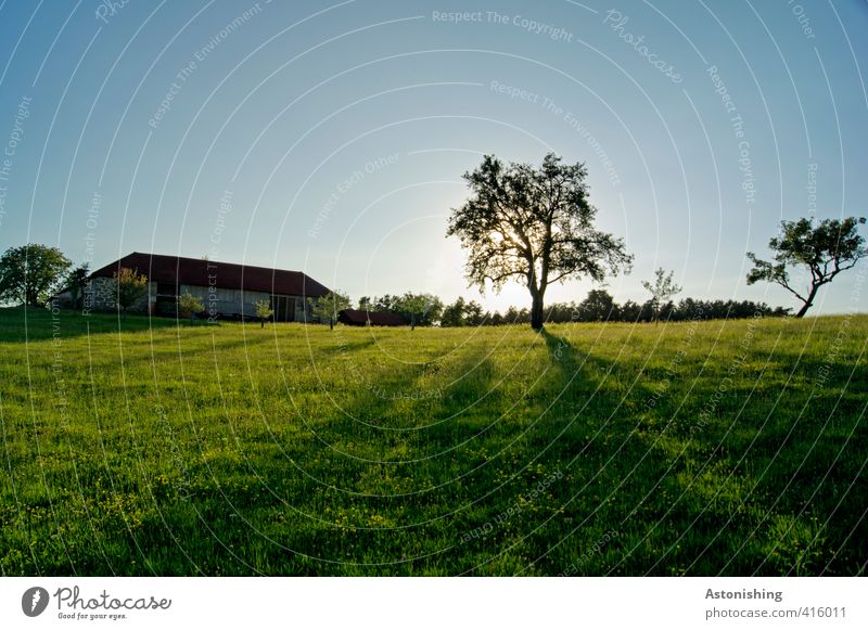 Bauernhof Umwelt Natur Landschaft Pflanze Himmel Wolkenloser Himmel Sonne Sonnenaufgang Sonnenuntergang Sonnenlicht Sommer Wetter Schönes Wetter Wärme Baum Gras