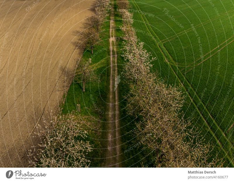 Blüte aus der Luft Blütenblatt Blühend blühen Blütezeit Blütenblätter Baum Luftaufnahme Drohnenansicht Drohnenfoto Drohnen-Bilder Natur Frühling natürlich rosa