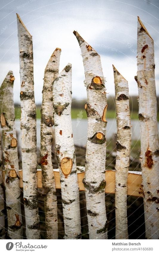 Birken Birkenrinde birkenzaun Birkenstamm Zaun Zaunpfahl Baum Natur Umwelt