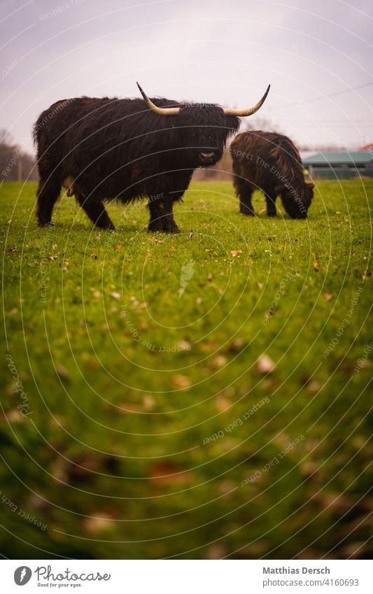 Highland-Rinder Highland Cattle Highlandcow Kuh Landwirtschaft Viehzucht Hörner Nutztier Außenaufnahme Weide Wiese Biologische Landwirtschaft Rinderhaltung