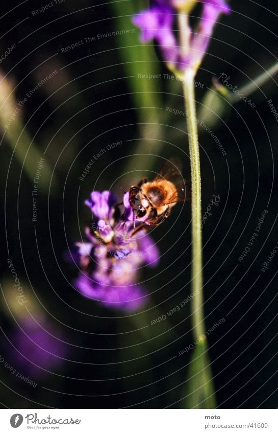 Biene Blüte Sommer Italien Honig Wespen Verkehr Makroaufnahme Detailaufnahme