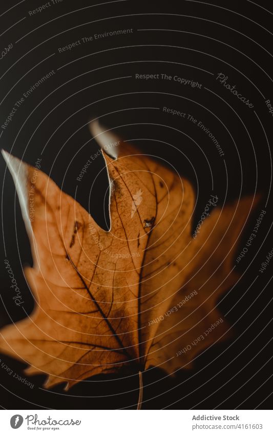 Trockenes herbstliches Blatt auf schwarzem Hintergrund Herbst fallen Ahorn trocknen Saison Natur Farbe sehr wenige Umwelt Wald Baum hell braun golden Laubwerk