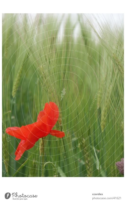 Mohnblume vor Aehren Blume Pflanze Feld Sommer Eyecatcher rot grün Weizen Weizenfeld Klatschmohn Wiesenblume Landwirtschaft Natur Wildtier Landschaft