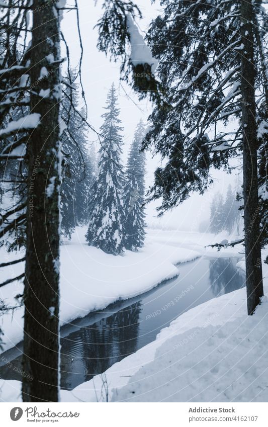 Nebliger Winterwald und Flusslandschaft Wald Schnee Nebel kalt Landschaft Fichte Natur wild ruhig Wasser Baum Wälder Waldgebiet nadelhaltig Umwelt Wetter