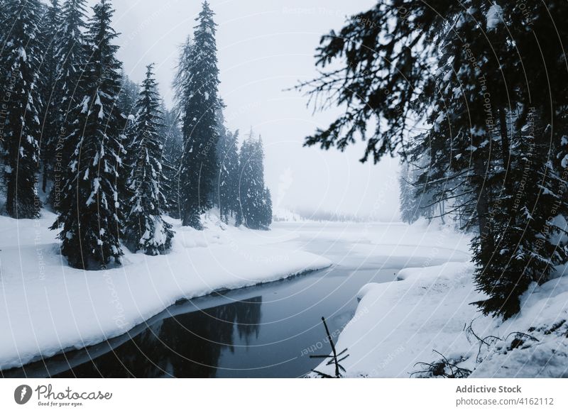 Nebliger Winterwald und Flusslandschaft Wald Schnee Nebel kalt Landschaft Fichte Natur wild ruhig Wasser Baum Wälder Waldgebiet nadelhaltig Umwelt Wetter