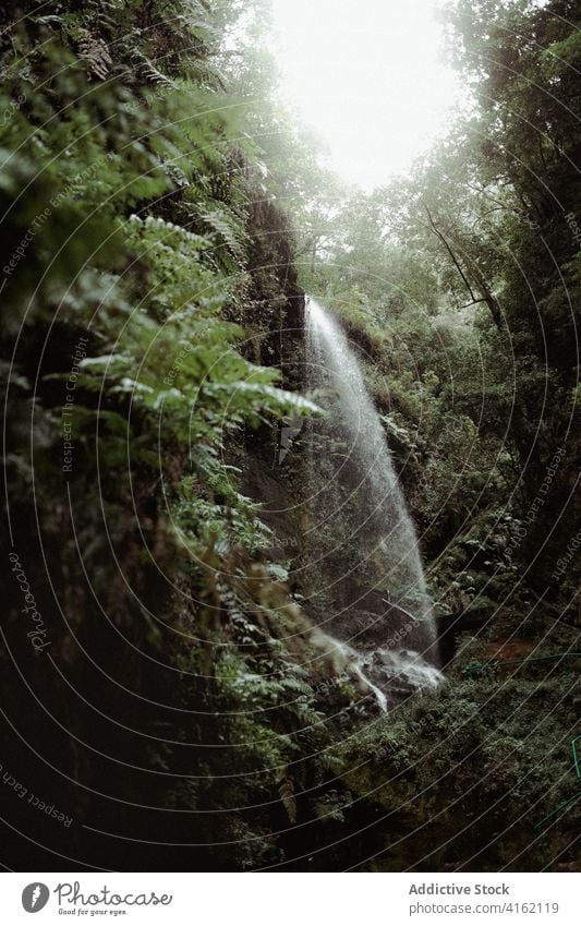 Wasserfall in grün bewaldeten Bergen Berge u. Gebirge Wald Schlucht Natur strömen Landschaft wild malerisch fließen Umwelt Pflanze Fluss frisch Bach Baum