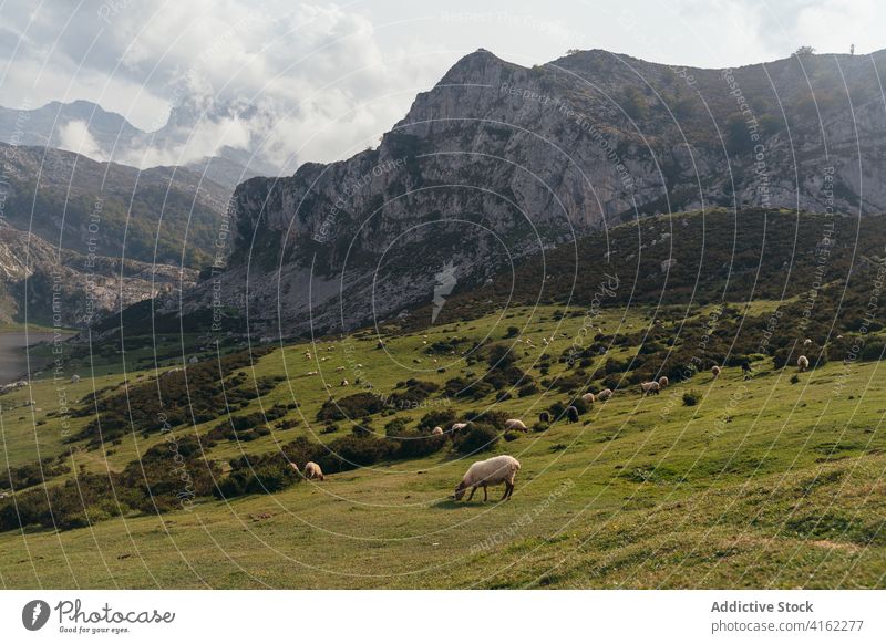 Eine Schafherde weidet auf einer grünen Wiese Herde weiden Weide Pflanzenfresser Ranch Landschaft Ackerland Hammelfleisch Schafsbock Viehbestand Säugetier