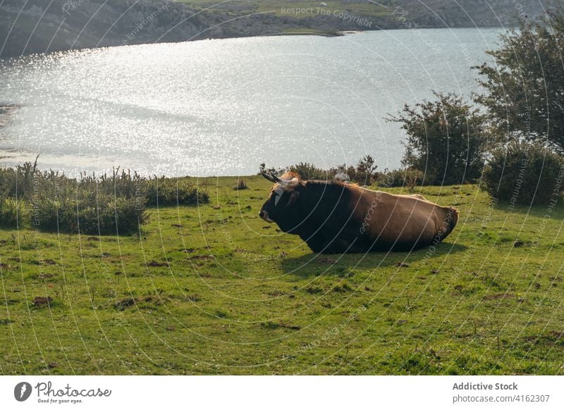 Aubrac-Rinder grasen auf einer saftigen Weide Kuh weiden Tier Ackerland Viehbestand Säugetier Zoologie rot üppig (Wuchs) Wiese Feld Natur Bauernhof ländlich