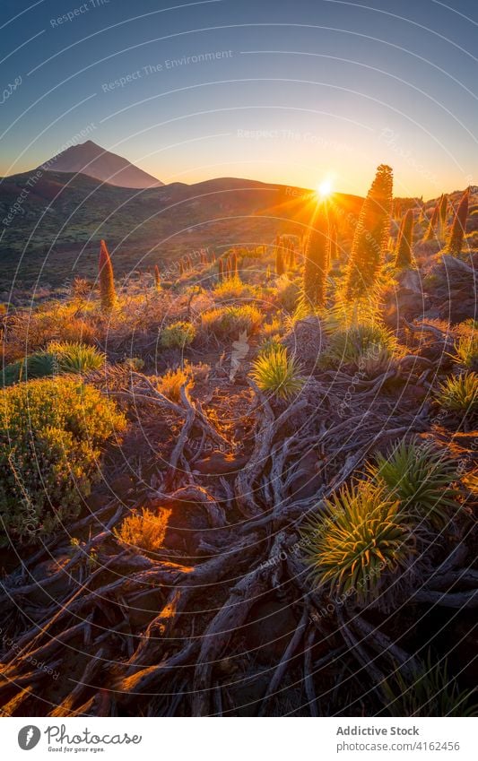 Friedlicher Sonnenaufgang über Bergtal im Sommer Morgen Berge u. Gebirge Tal Hochland Morgendämmerung leuchten orange lebhaft Pflanze Kanarische Inseln Spanien