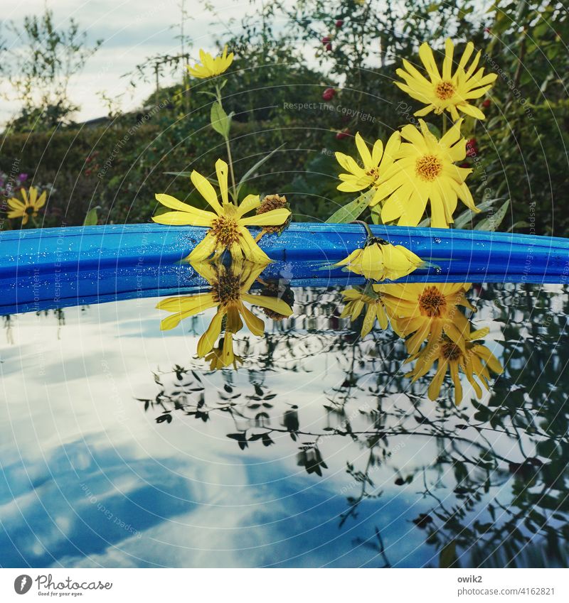 Wasserpflanzen Wasserzuber Blüte Blühend Wasserspiegelung viele blühend gelb Margeriten Blumen Wasseroberfläche Gartenbau Pflanze Schönes Wetter Natur Umwelt