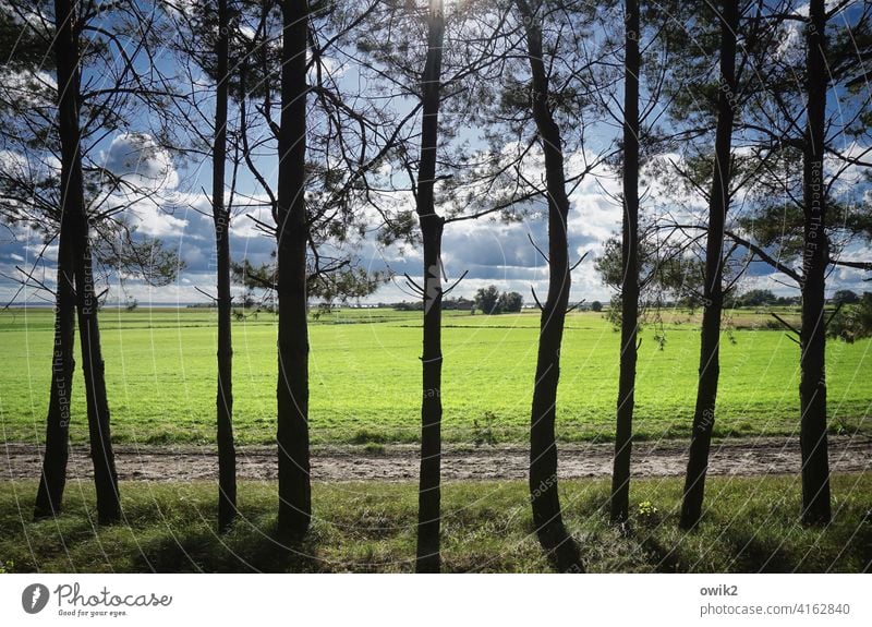 Durchsichtig Baum Idylle Ordnung Menschenleer Farbfoto Außenaufnahme Silhouette Tag akkurat Ordnungsliebe Spalier Gras Wachstum stehen Wege & Pfade Horizont