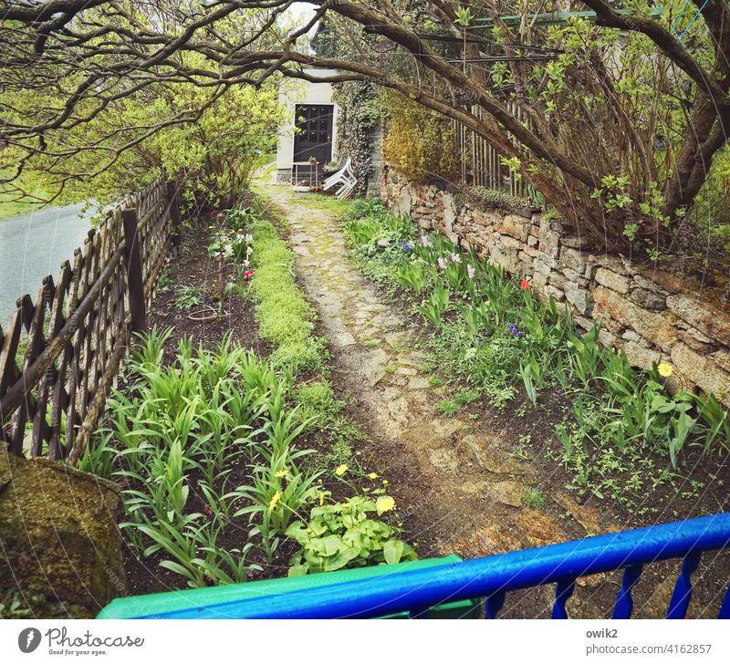 Garten am Haus Außenaufnahme Zaun Pflanze Idylle Sträucher Gras Baum Dorfidylle Natur Privatsphäre privat Menschenleer Eigenheim friedlich ruhig Umwelt Gebäude