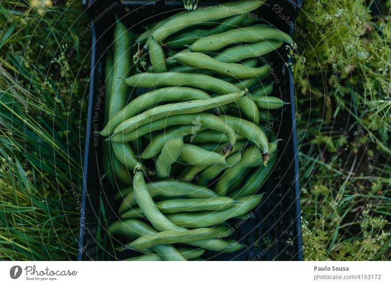 Frische Saubohnen Schmetterlingsblütler Faba-Bohne dicke Bohnen Fava-Bohne frisch Bioprodukte Bauernhof Ackerbau Vegetarische Ernährung Gemüse organisch