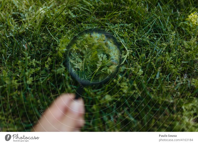 Pflanzen durch ein Vergrößerungsglas betrachten prunkvoll Lupe Lupeneffekt Neugier erkunden Wissenschaften Biologie beobachten Blick Farbfoto vergrößert Natur