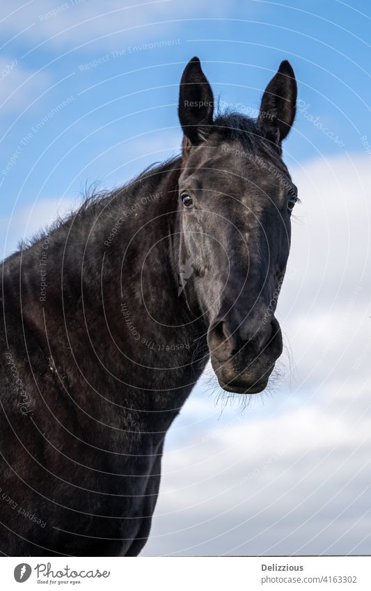 Ein Porträt von einem schwarzen Pferd mit blauem Himmel mit Wolken, isoliert Nahaufnahme Blauer Himmel Rappe Tier schwarze Schönheit schön Natur schnelles Pferd