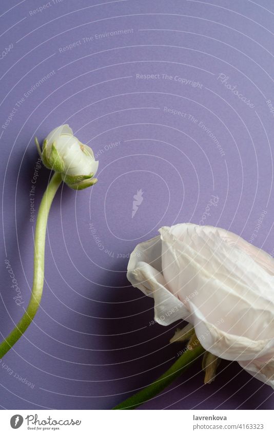 Weißer Ranunkelstrauch (Ranunculus Asiaticus) auf Pastellviolett mit Copyspace Hahnenfuß (Ranunculus asiaticus) Persischer Hahnenfuß Blumen botanisch