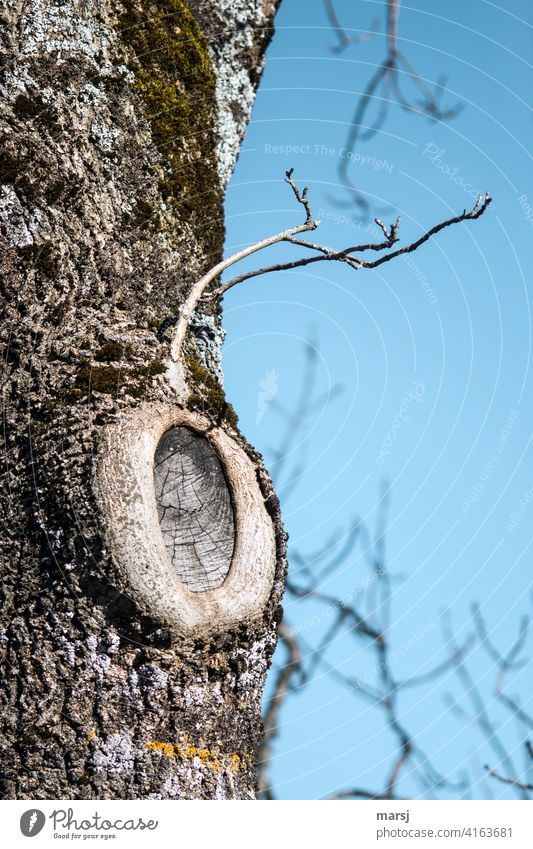 Ein Anglerfisch. Getarnt als Baum, der seine Verletzungen gut verheilt hat und der neue Ast noch nicht als gleichwertiger Ersatz herangewachsen ist. Narben