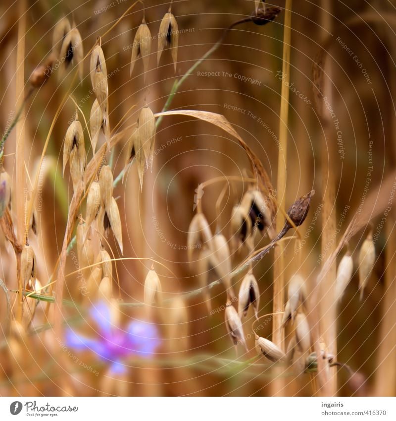 Warum, wieso oder wen sticht der Hafer? Landwirtschaft Forstwirtschaft Natur Sommer Pflanze Blume Nutzpflanze Haferflocken Getreide Ähren Kornblume Feld tragen