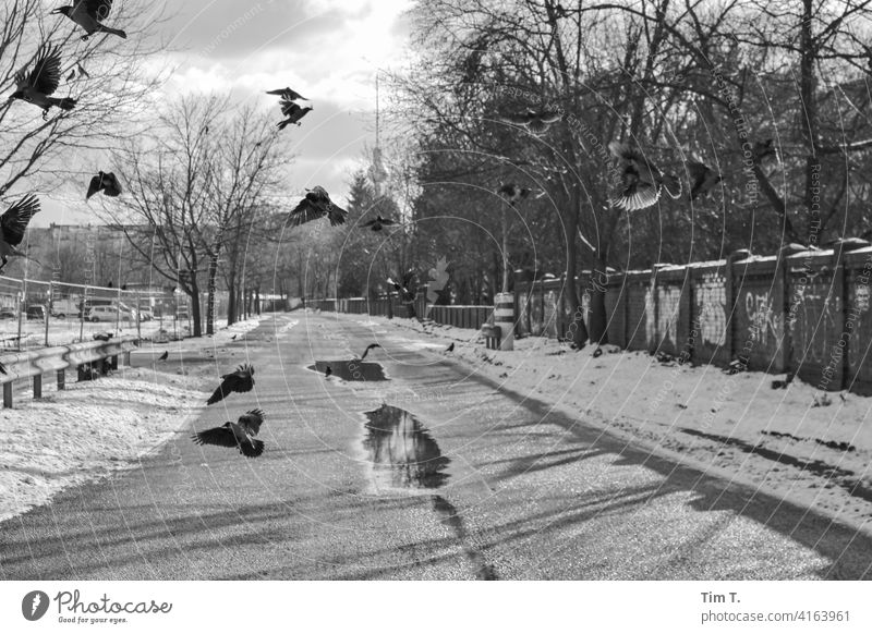 ein paar Raben fliegen über einen einsamen Weg mit Pfützen. mauerpark Fernsehturm Rabenvögel Vogel Prenzlauer Berg Wege & Pfade Berlin Stadt Hauptstadt