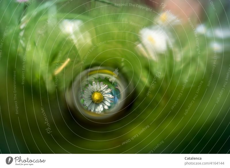 Ein Gänseblümchen auf der Wiese Gelb Gras Grün Reflexion Lichterscheinung Garten Frühling Tag Tageslicht wachsen Blatt Natur blühen Blüten Blume Pflanze