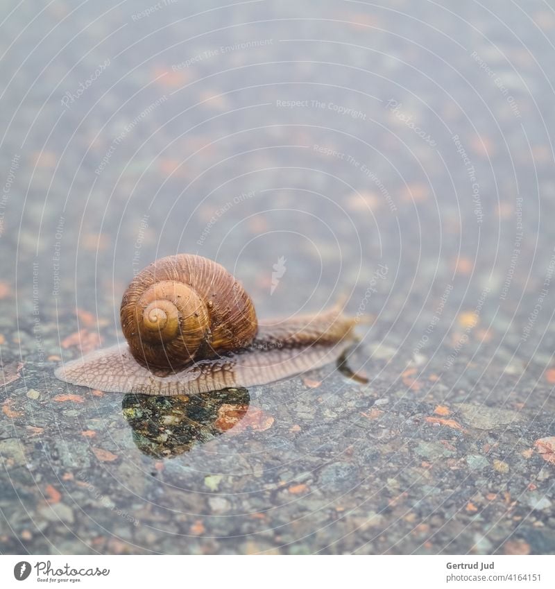 Kleine Schnecke überquert die Straße im Regen Landschaft Regenwetter Tier nass schlechtes Wetter Wasser Außenaufnahme Farbfoto Natur Menschenleer Tag