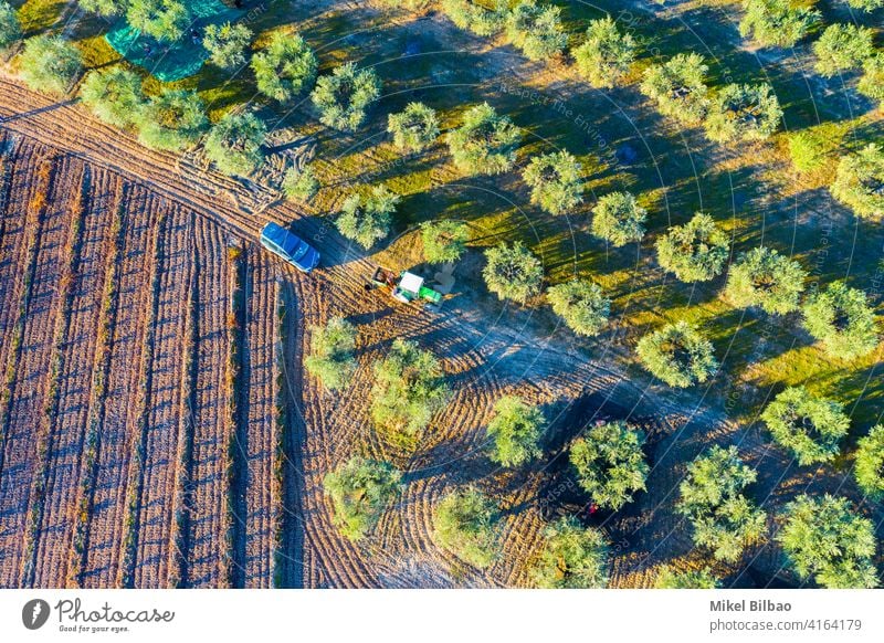 Luftaufnahme eines Ackerlandes mit Olivenbäumen Linien und einem landwirtschaftlichen Traktor. oliv Antenne Bauernhof Ackerbau Landschaft niemand Schonung Hain