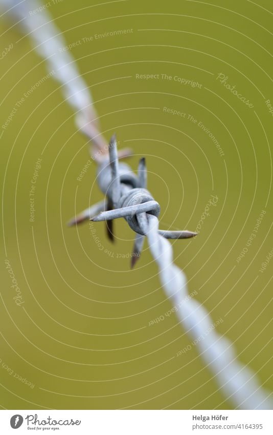 Stacheldraht vor grünem Hintergrund Stacheldrahtzaun" Zaun Weide gefangen einsperren verletzungsgefahr Freiheit Justizvollzugsanstalt Sicherheit Grenze