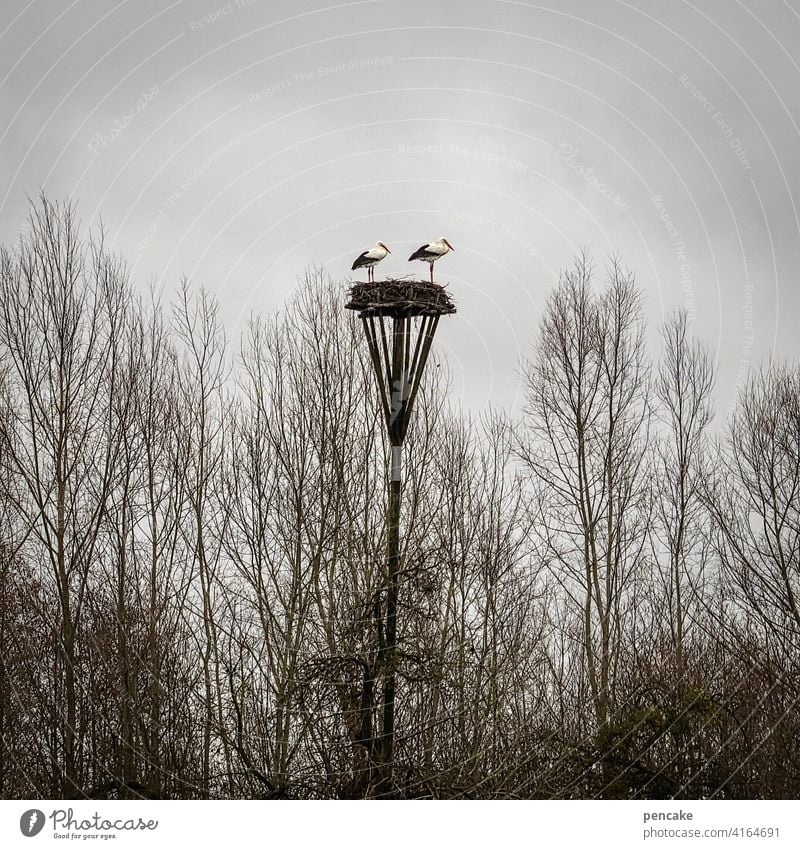 ne, jetzt bist du dran! Störche Storch Nest Storchennest Frühling Nachwuchs hoch bewölkt Bäume düster zwei Paar Vogel Tier Schnabel fliegen Wildtier