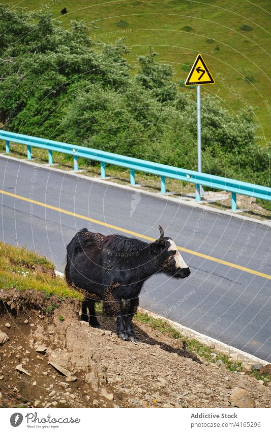 Yak mit dicker Wolle grasend auf grüner Wiese Jak weiden Bulle wild Hupe Gras essen Weide Spaziergang Feld frisch Natur Tier Kuh Säugetier Fauna Futter ländlich