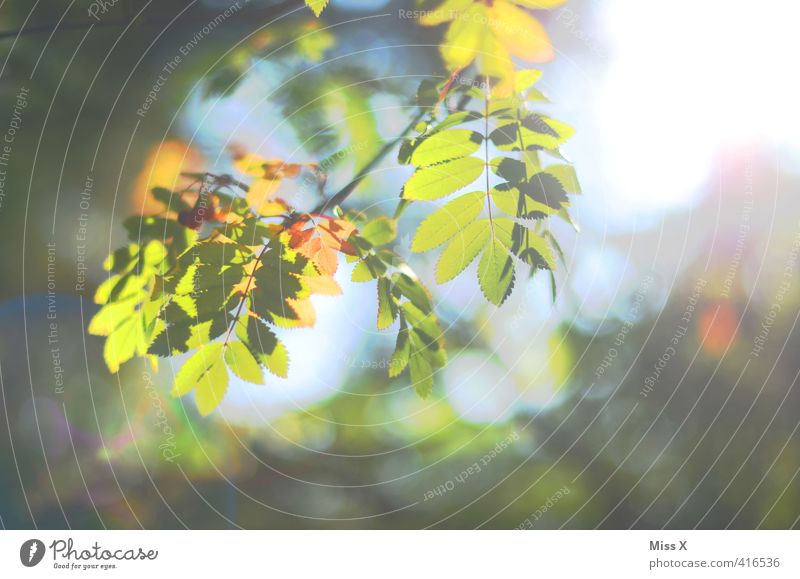 Eberesche im Morgenlicht Herbst Blatt mehrfarbig Herbstlaub Herbstfärbung herbstlich Ast Zweig Esche Unschärfe Herbstbeginn Herbstwald Farbfoto Außenaufnahme