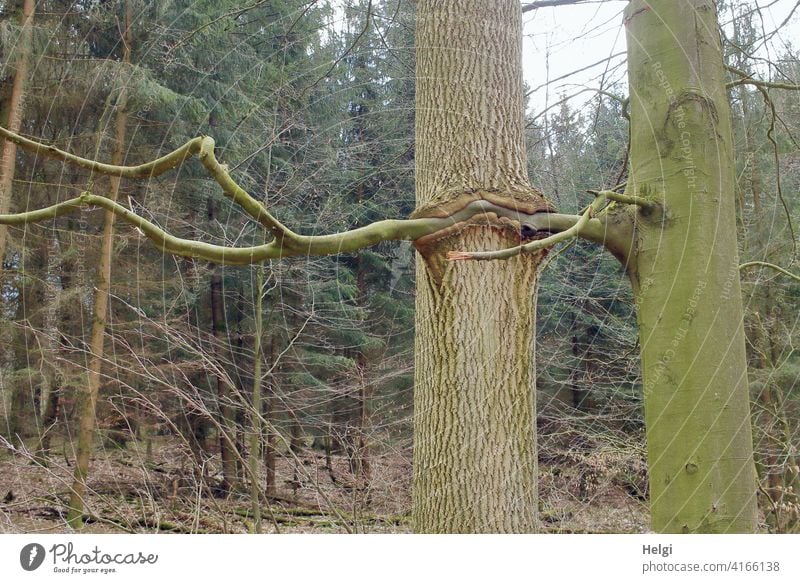 innige Verbundenheit - zwei Bäume, der Ast des einen ist mit dem Baumstamm des anderen verwachsen Wald Eiche Buche ineinander kurios außergewöhnlich Verbindung