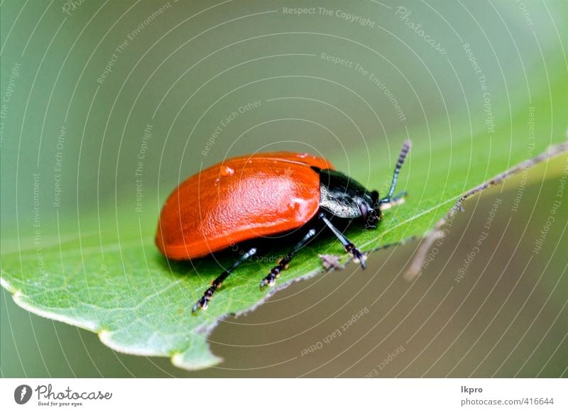 die Seite der wilden roten Cercopidae vulnerata cococ Sommer Garten Natur Pflanze Gras Blatt Weiche Pfote Linie braun grau grün schwarz weiß Farbe Marienkäfer