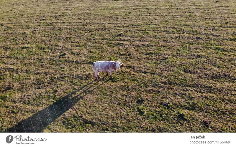 Kuh Tier Landleben Tiergesicht Landschaft Landwirtschaft Landwirtschaftsbereich Natur Biologische Landwirtschaft Nutztier Rind Rinderhaltung Wiese Außenaufnahme