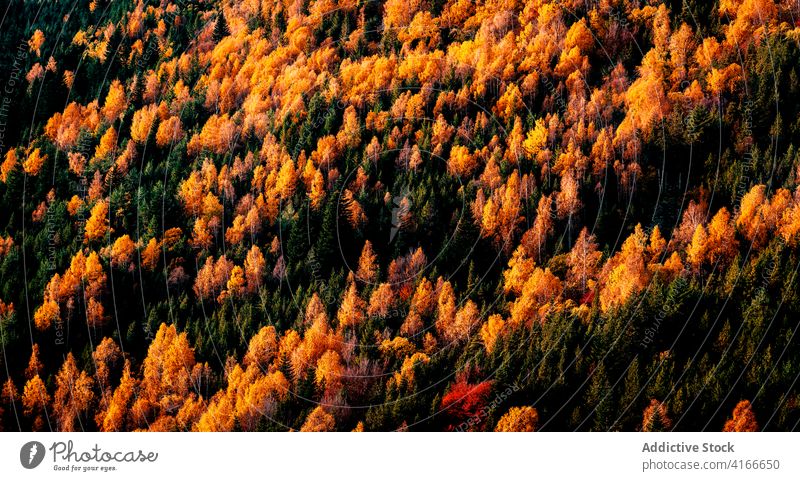 Bunte dichte herbstliche Waldlandschaft Herbst farbenfroh Baum nadelhaltig fallen Wälder Waldgebiet Saison Natur Laubwerk Umwelt Landschaft Hintergrund