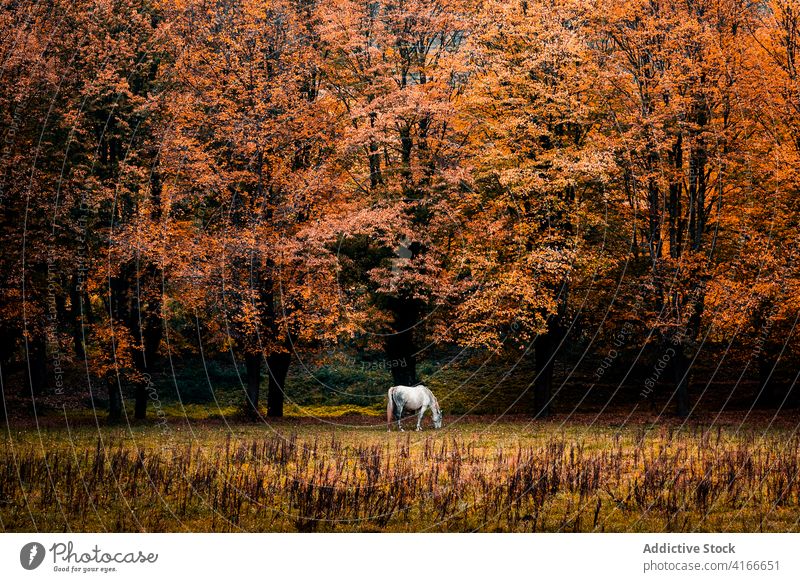 Weidende Pferde im Herbstwald Wald Laubwerk Baum Tier farbenfroh golden Landschaft Natur fallen Saison friedlich Farbe pulsierend lebhaft hell weiden Wälder