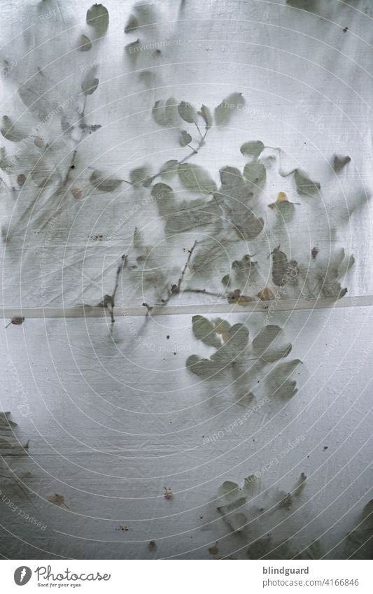 Spooky leafs ...  wet tent contest Zeltplane Baum Regen Blätter Unwetter Gewitter Stoff nass schlechtes Wetter Farbfoto Außenaufnahme geisterhaft unheimlich