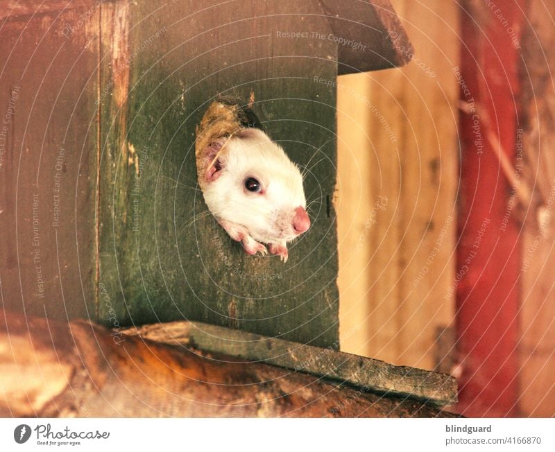 Da guckt die Maus aus ihrem Haus raus ... weil sie Angst vor dem Virus hat wird sie mittags nicht mehr satt ... denn aus Angst verlässt die Maus nie mehr ihr Haus