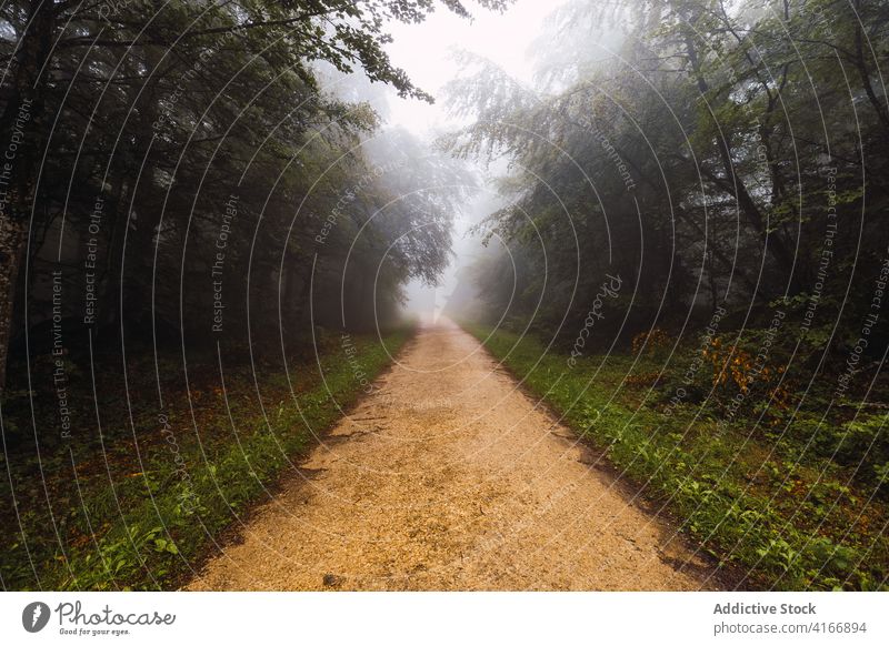 Schmaler Gehweg zwischen Bäumen im Nebel bei Tageslicht Weg Baum windig Natur vegetieren Umwelt leer Route Regie Wetter Himmel Mysterium Einsamkeit Gras wachsen